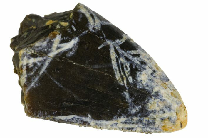 Serrated, Tyrannosaur Tooth Tip - Two Medicine Formation #145022
